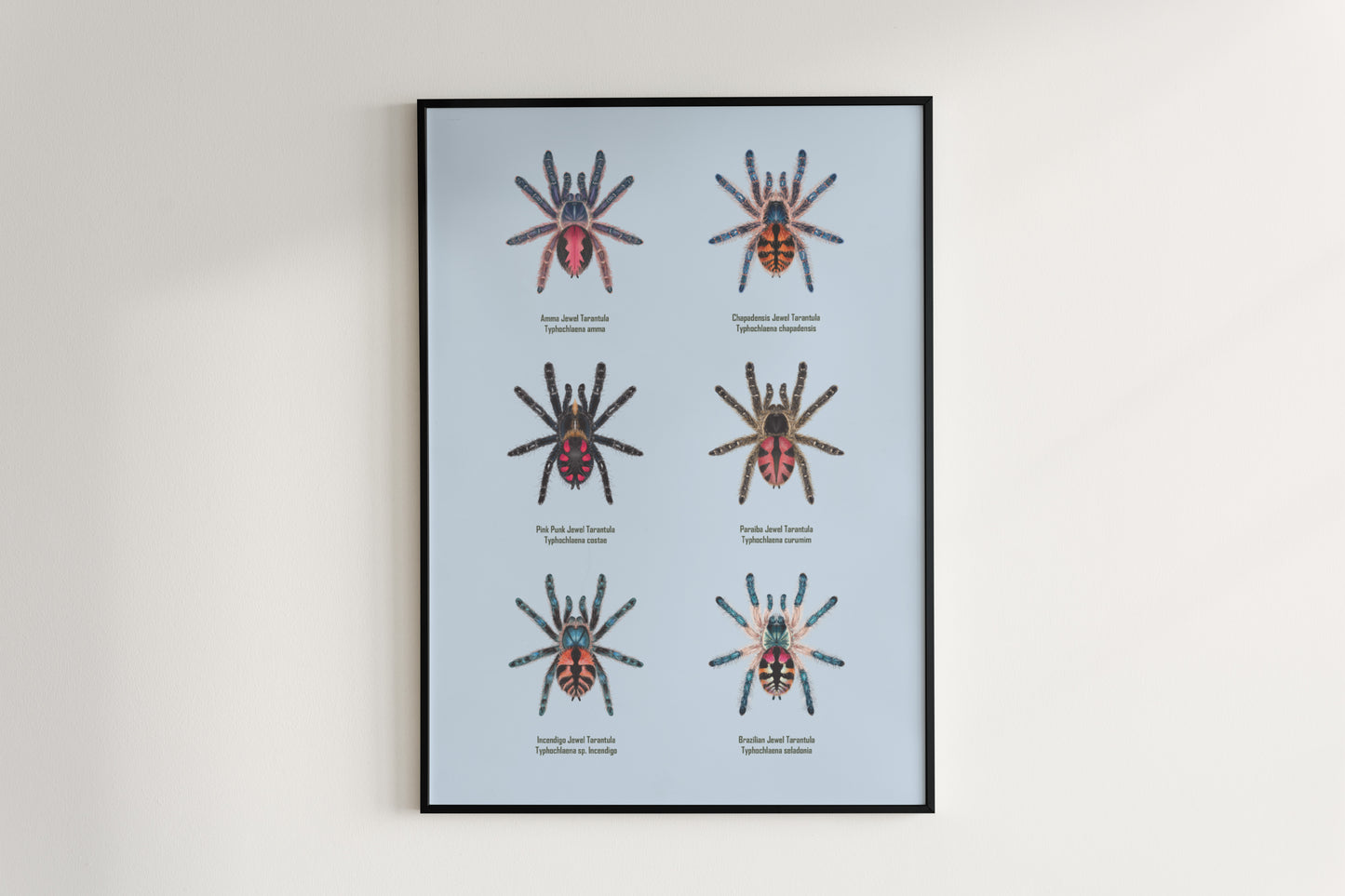 Colorful art poster featuring the Typhochlaena genus, showcasing vibrant details of this exotic spider species from The Silk Ranch.