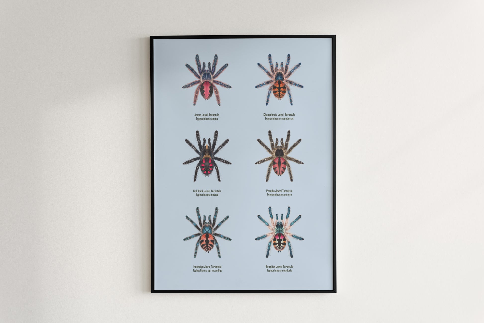 Colorful art poster featuring the Typhochlaena genus, showcasing vibrant details of this exotic spider species from The Silk Ranch.