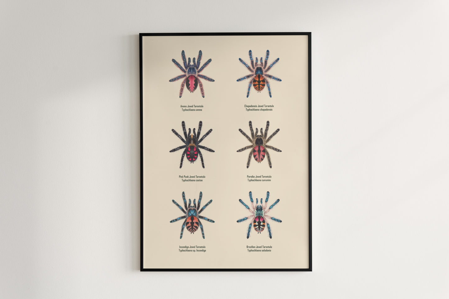 Colorful art poster featuring The Typhochlaena genus, showcasing intricate spider illustrations by The Silk Ranch.