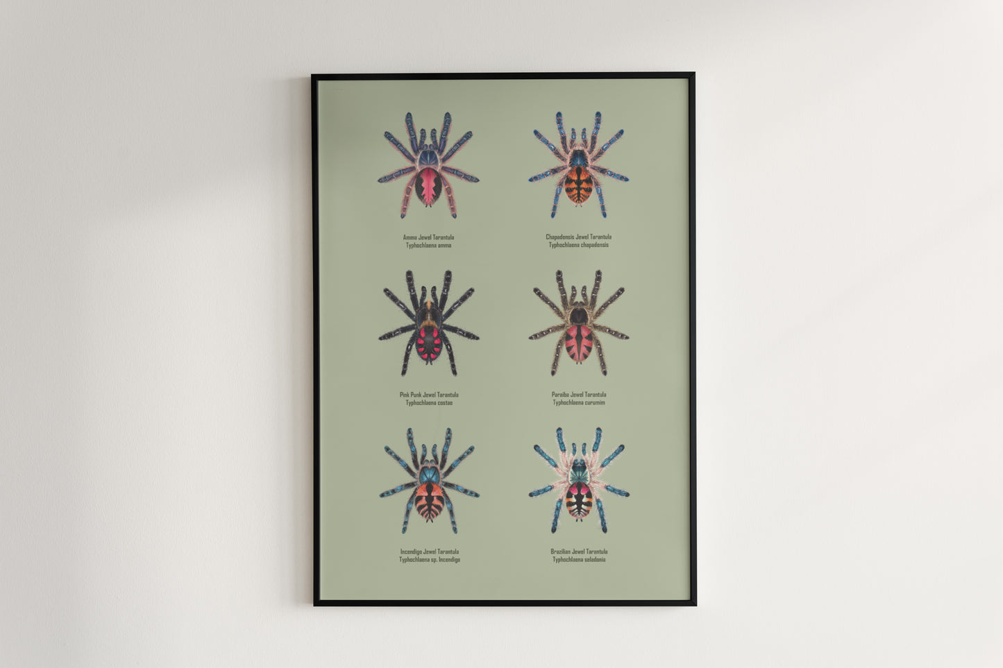 Colorful art poster of Typhochlaena genus by The Silk Ranch, showcasing vibrant spider illustrations on white background.