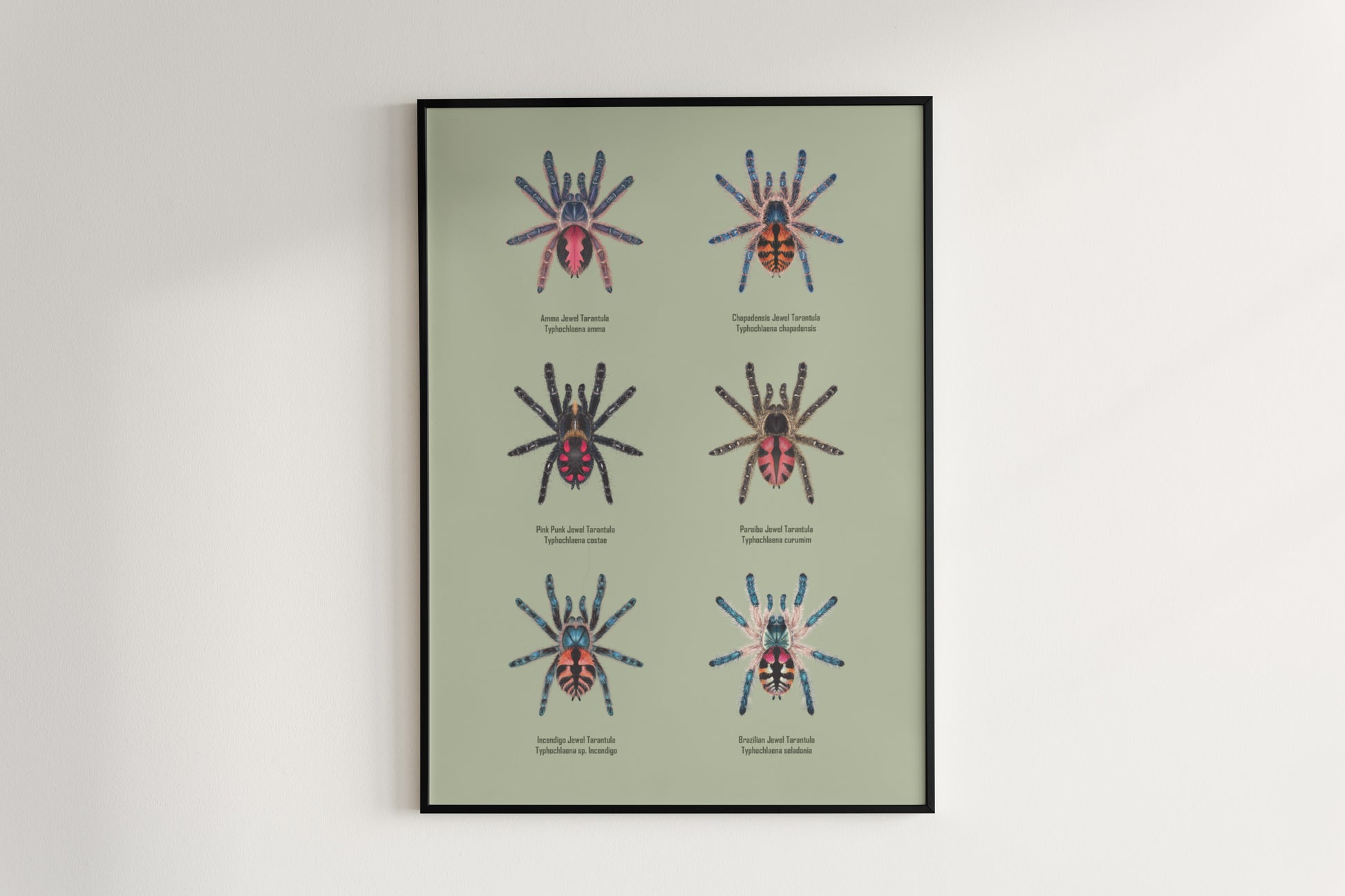 Colorful art poster of Typhochlaena genus by The Silk Ranch, showcasing vibrant spider illustrations on white background.