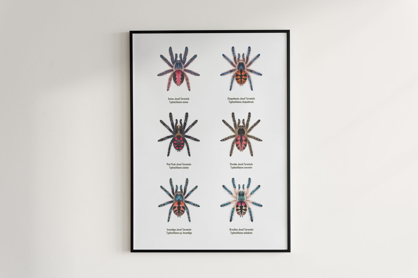 Colorful art poster featuring Typhochlaena genus tarantulas, created by The Silk Ranch for spider and arachnid enthusiasts.