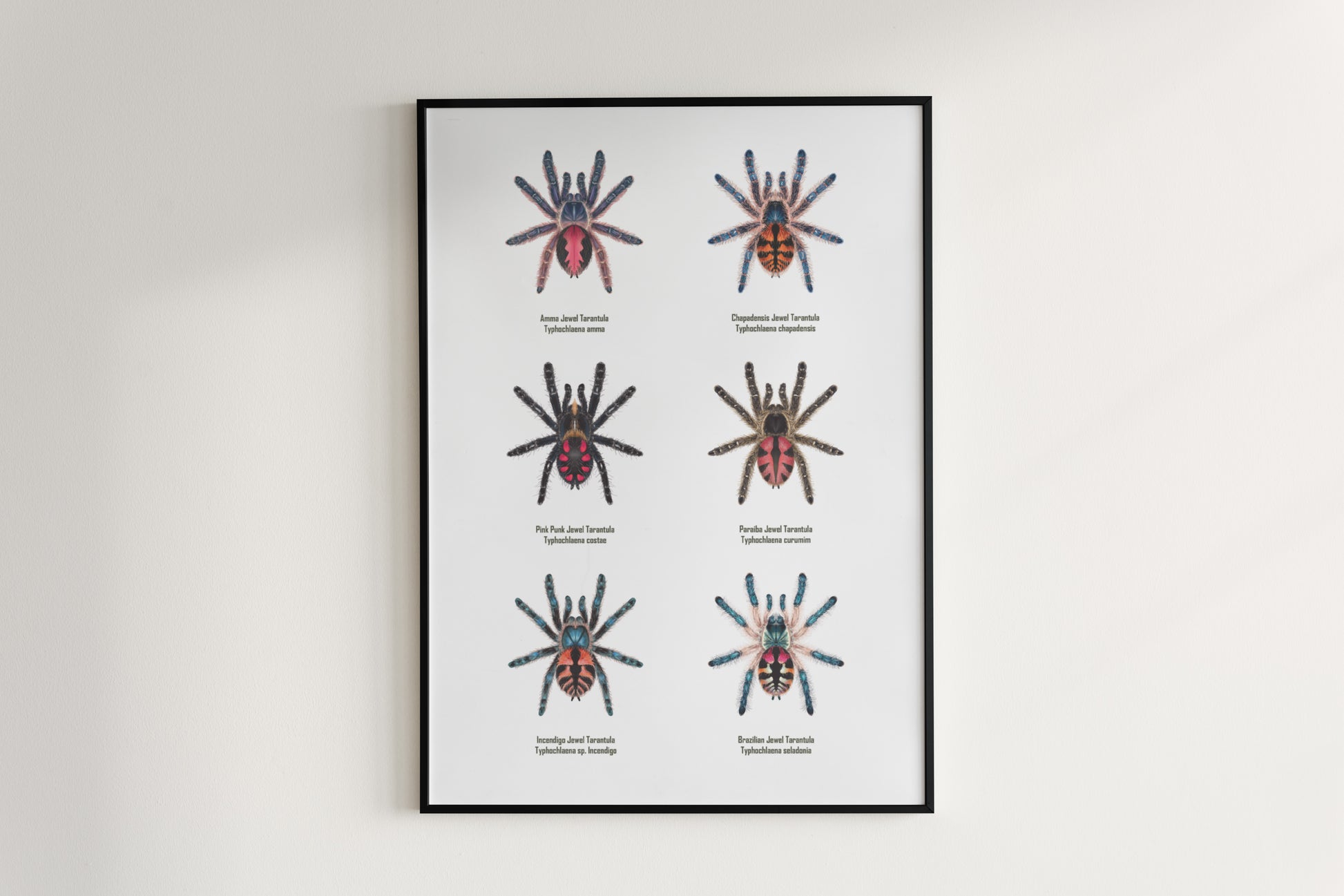 Colorful art poster featuring Typhochlaena genus tarantulas, created by The Silk Ranch for spider and arachnid enthusiasts.