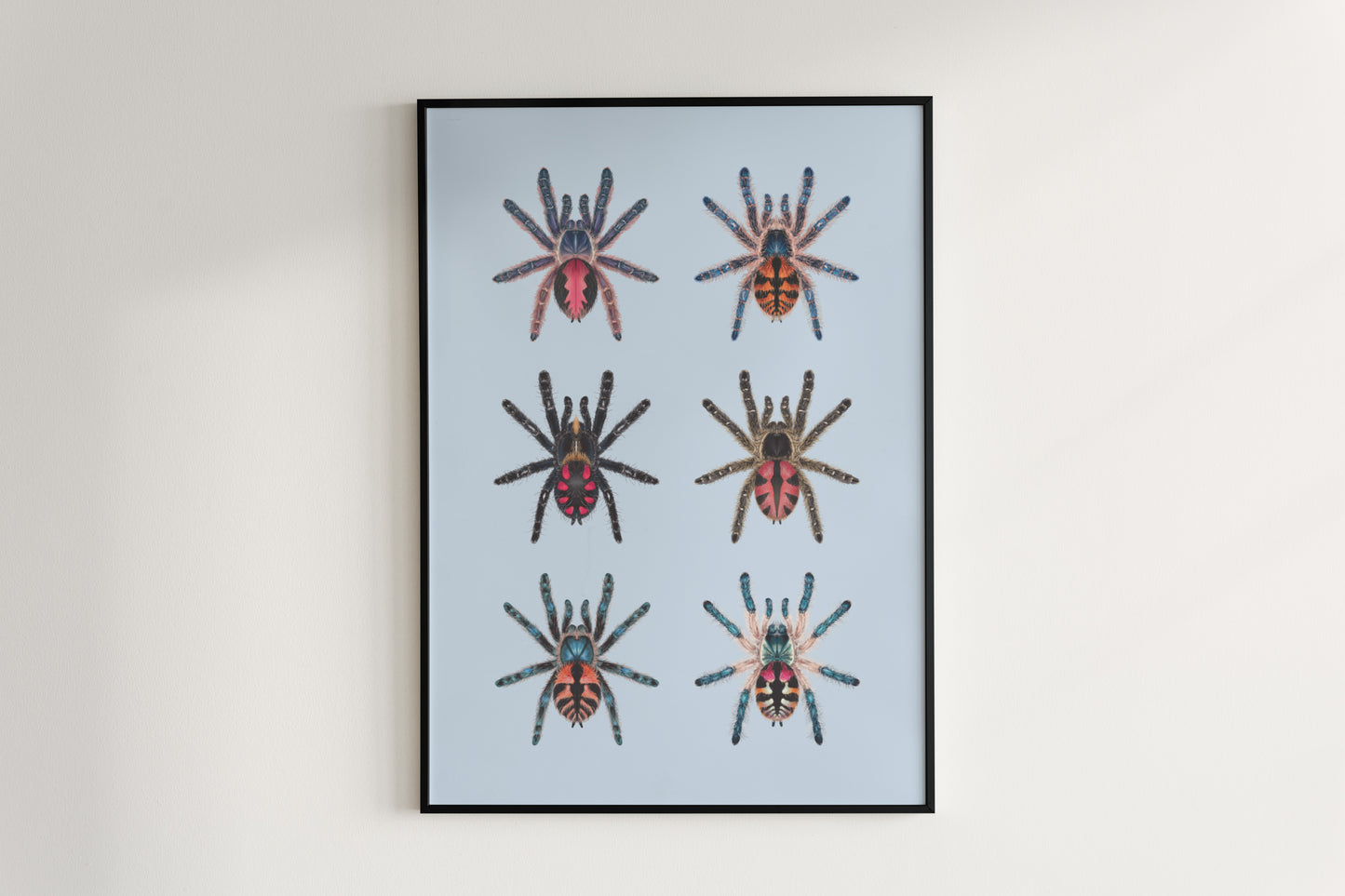 Colorful Typhochlaena genus spider art poster by The Silk Ranch, showcasing detailed illustrations of these vibrant tarantulas.