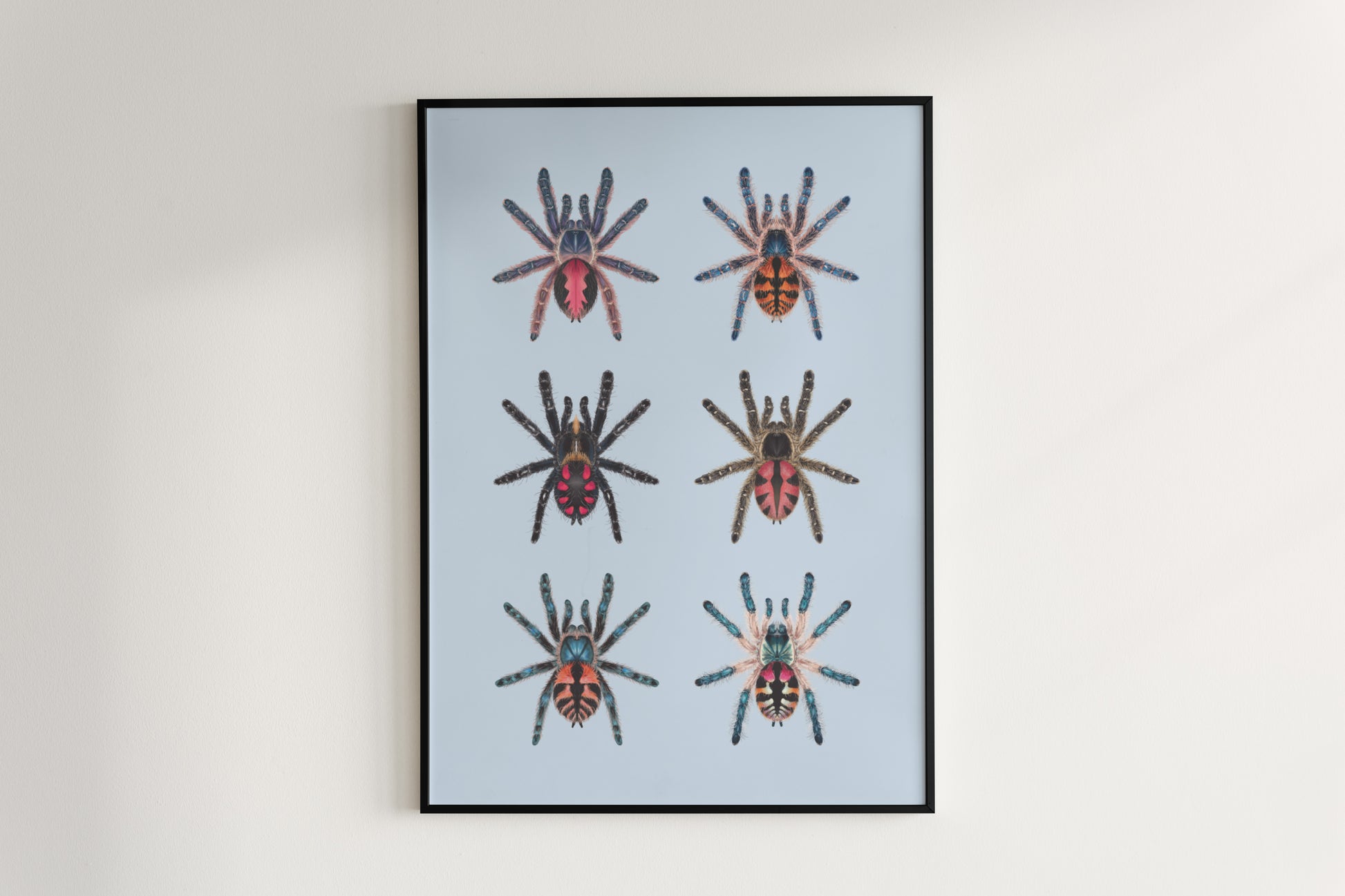 Colorful Typhochlaena genus spider art poster by The Silk Ranch, showcasing detailed illustrations of these vibrant tarantulas.
