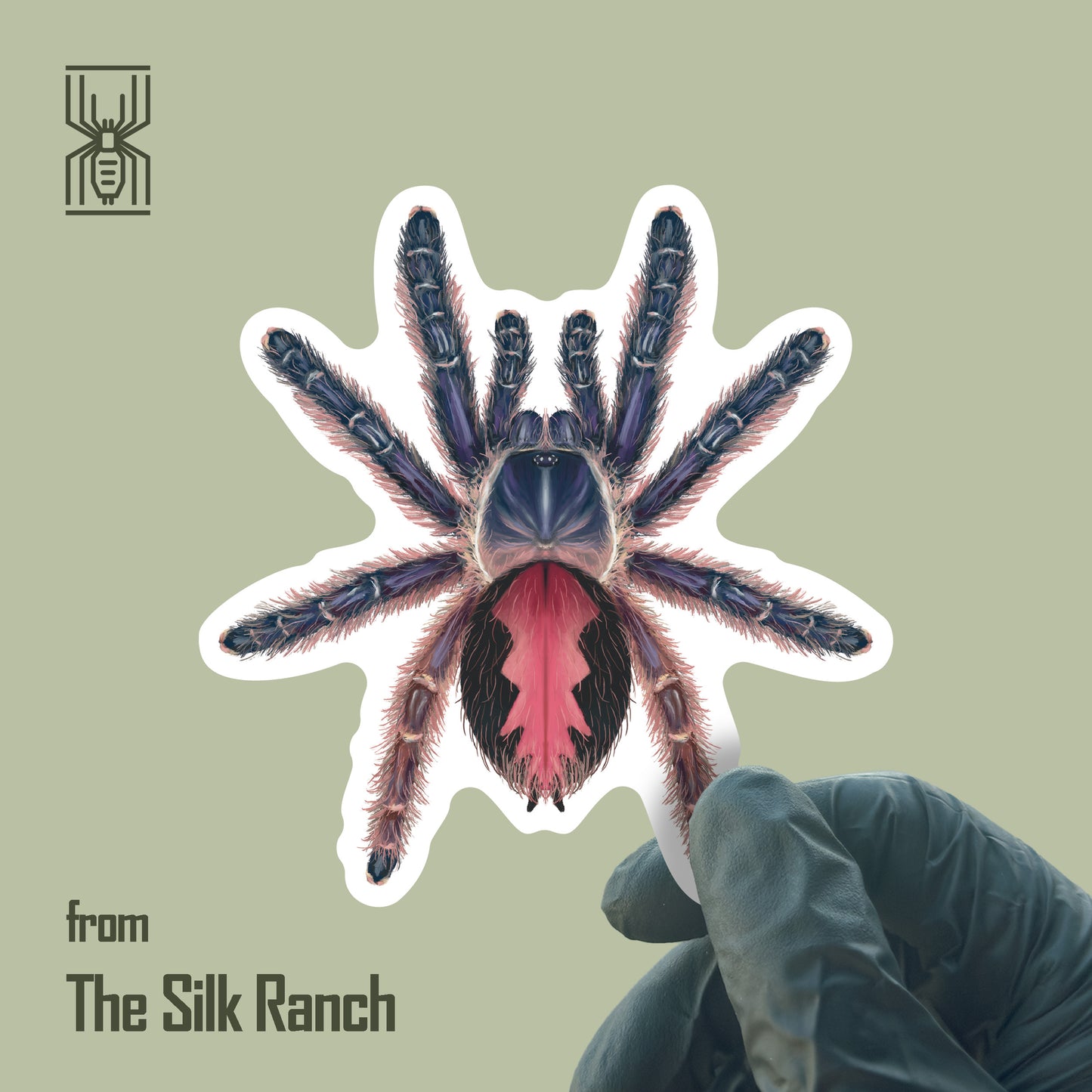 Amma Jewel Tarantula Sticker, Typhochlaena Amma Waterproof Vinyl Sticker from The Silk Ranch