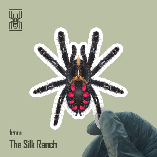 Pink Punk Jewel Tarantula Sticker, Typhochlaena Costae Waterproof Vinyl Sticker from The Silk Ranch