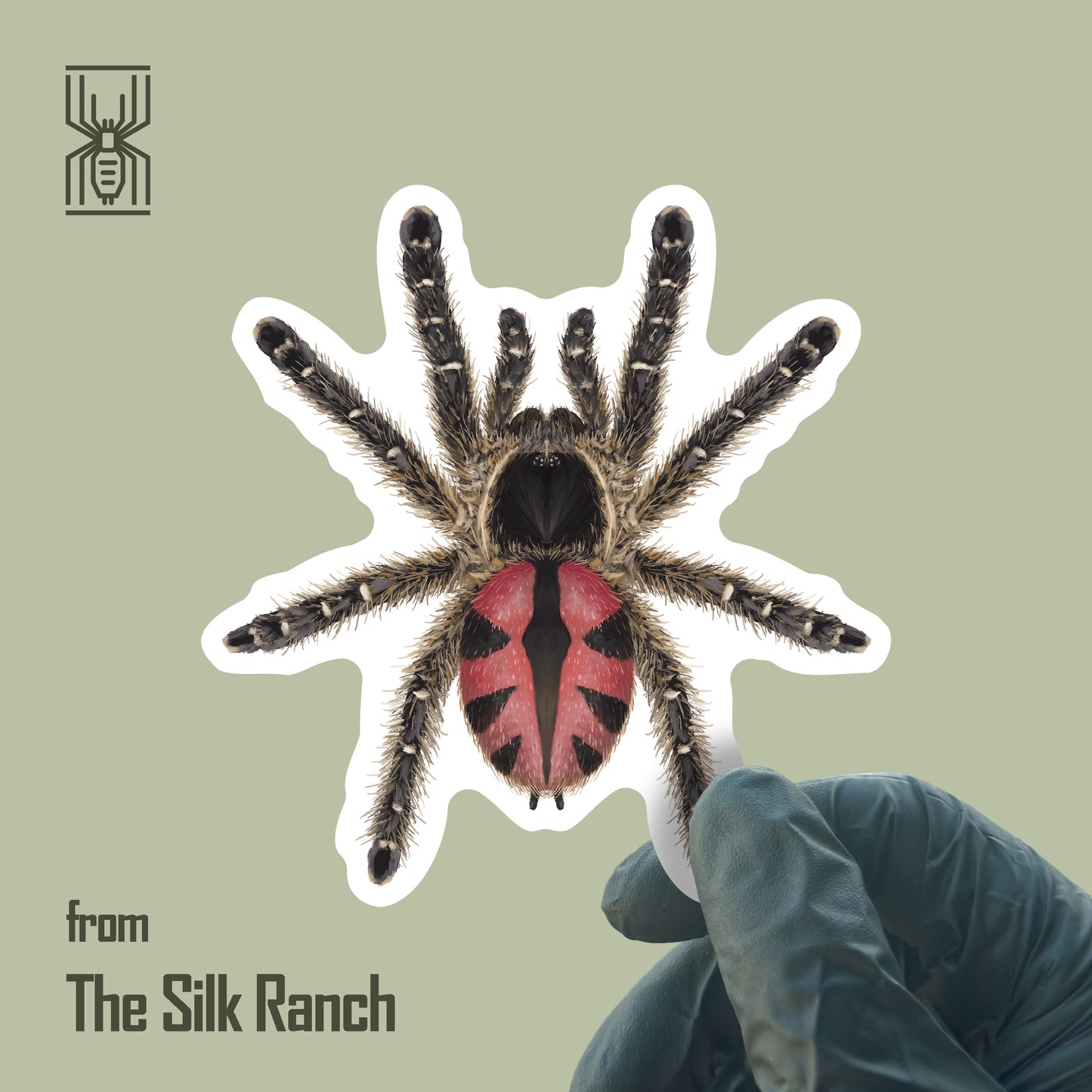 Paraiba Jewel Tarantula Sticker, Typhochlaena Curumim Waterproof Vinyl Sticker from The Silk Ranch