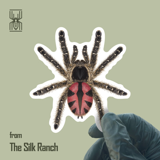 Paraiba Jewel Tarantula Sticker, Typhochlaena Curumim Waterproof Vinyl Sticker from The Silk Ranch