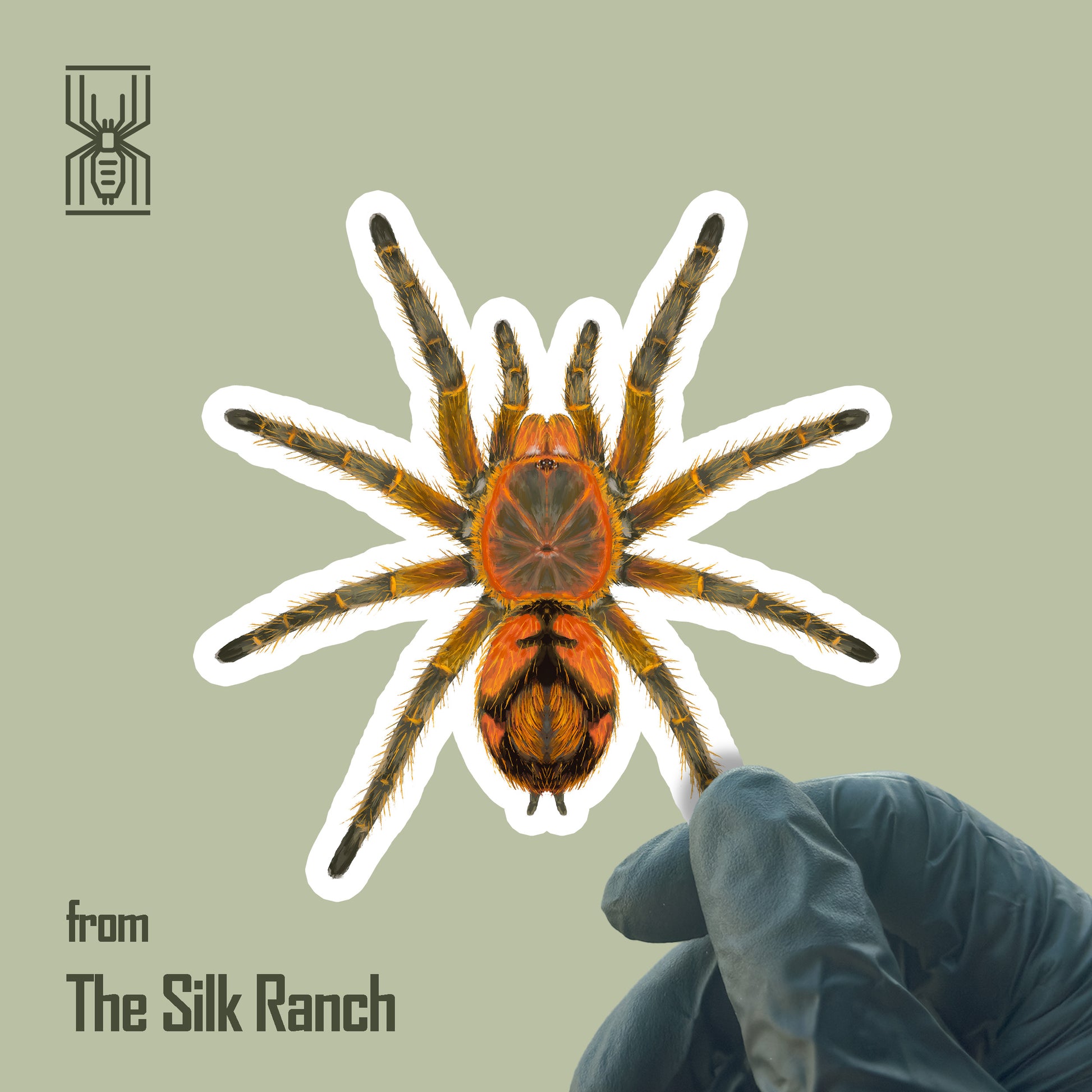 Peruvian Firecracker Tarantula Sticker, Urupelma sp. Mishana Waterproof Vinyl Sticker from The Silk Ranch