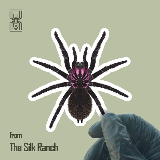 Colombian Lesser Black Tarantula Sticker, Xenesthis Immanis Waterproof Vinyl Sticker from The Silk Ranch