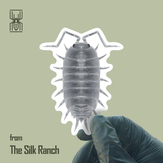 Powder Blue Isopod Sticker, Porcellionides Pruinosus Waterproof Vinyl Sticker from The Silk Ranch