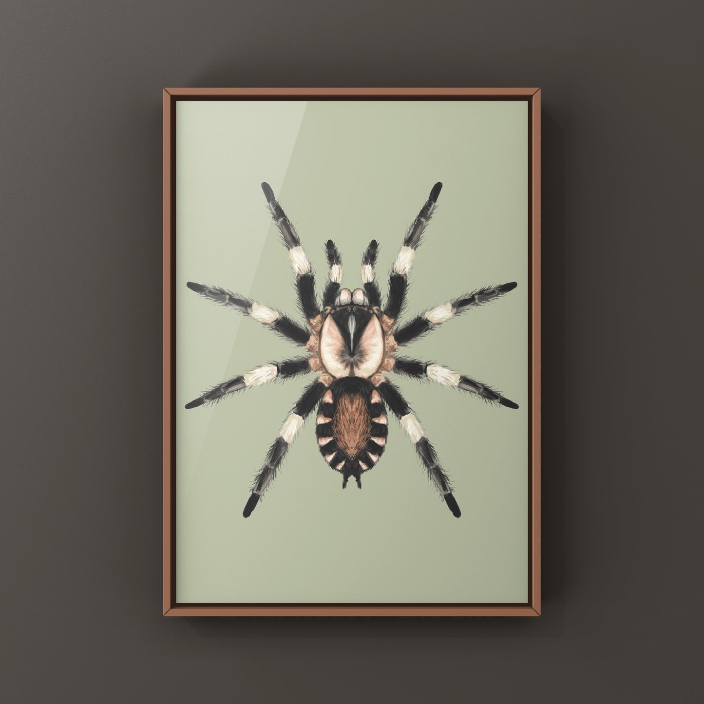 Photographic art print of a Peruvian black and white tarantula, Cyriocosmus ritae, showcasing detailed textures and natural pose.