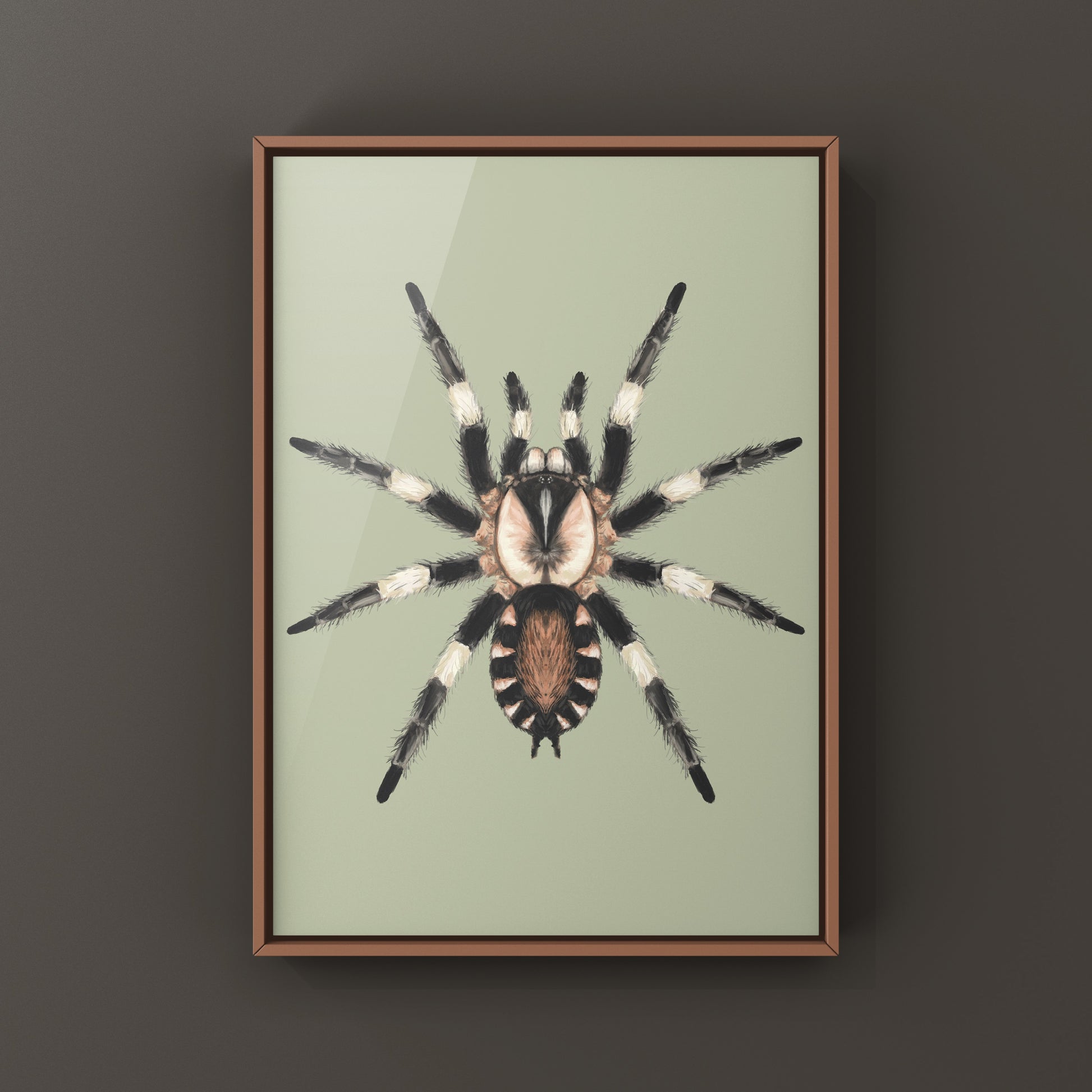 Photographic art print of a Peruvian black and white tarantula, Cyriocosmus ritae, showcasing detailed textures and natural pose.
