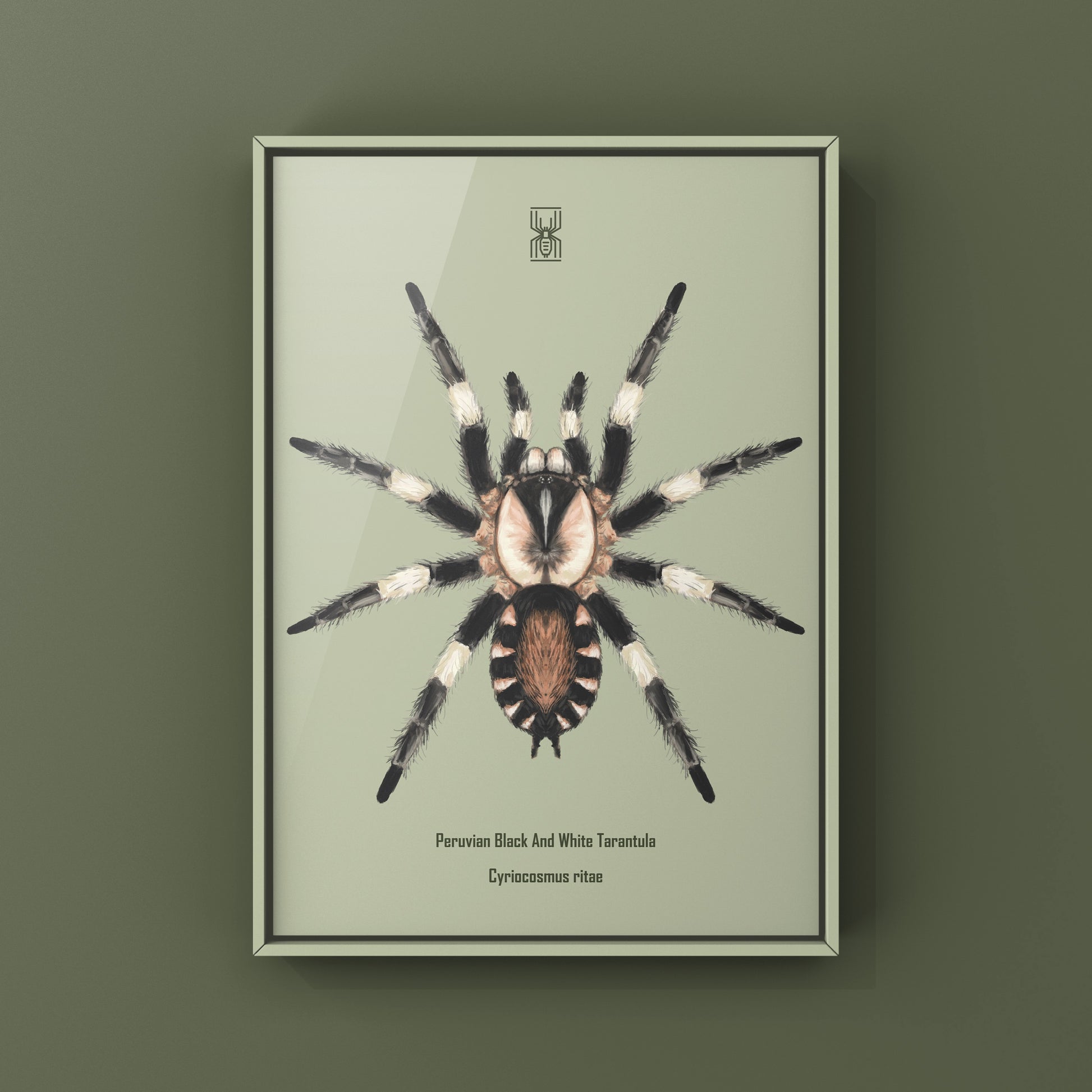 Photographic art print of a Peruvian Black and White Tarantula, Cyriocosmus Ritae, showcasing detailed arachnid features and natural colors.
