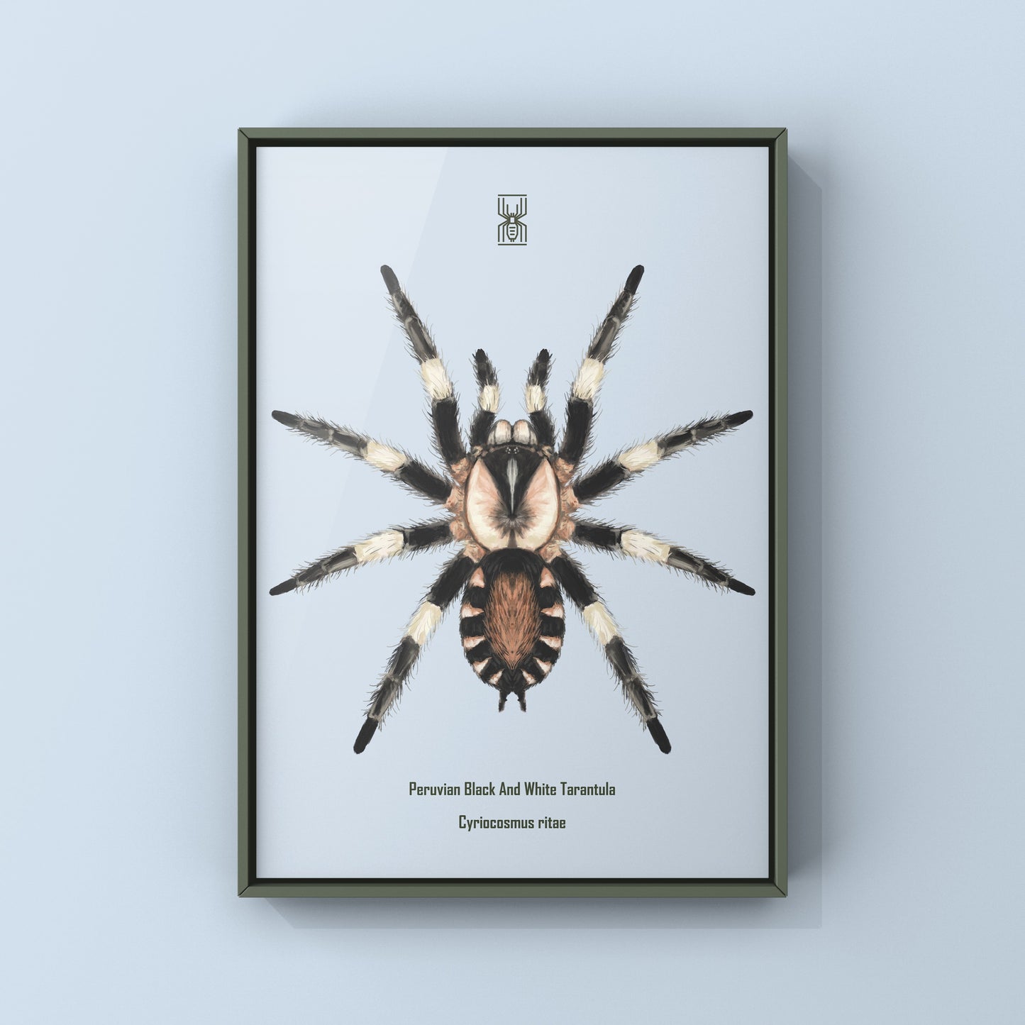 Photographic art print of a Peruvian Black and White Tarantula, Cyriocosmus Ritae, showcasing detailed arachnid features.