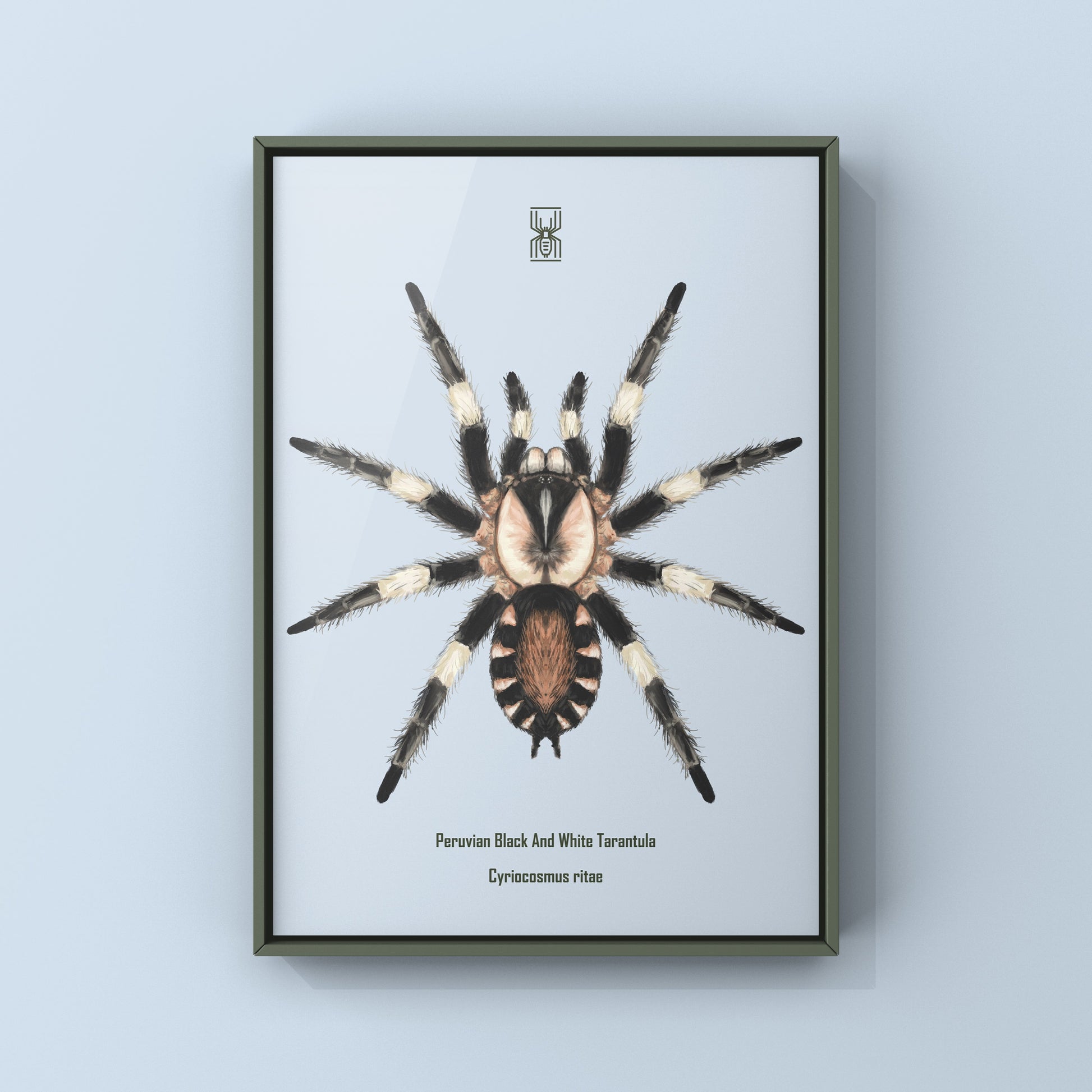Photographic art print of a Peruvian Black and White Tarantula, Cyriocosmus Ritae, showcasing detailed arachnid features.