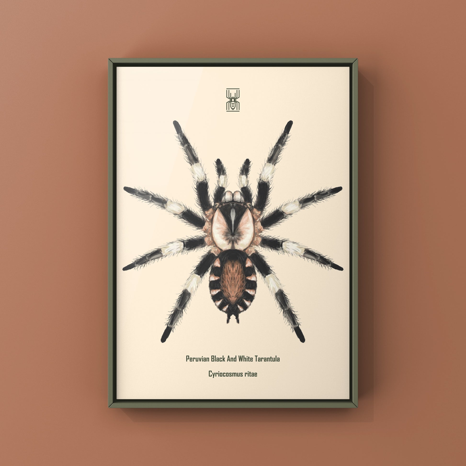 Photographic art print of a Peruvian Black and White Tarantula, Cyriocosmus Ritae, showcasing detailed spider close-up artwork.