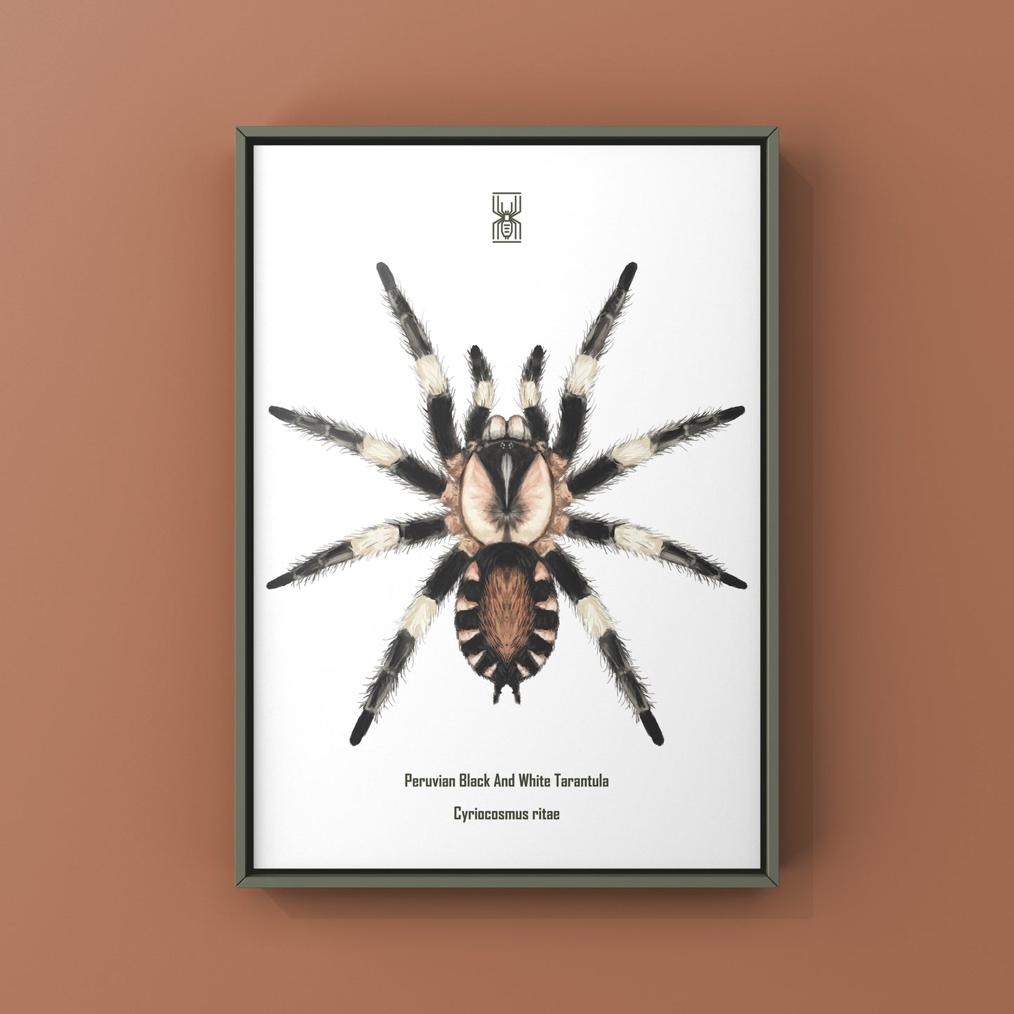Photographic art print of a Peruvian Black and White Tarantula, Cyriocosmus Ritae, featuring detailed close-up of the spider's markings.