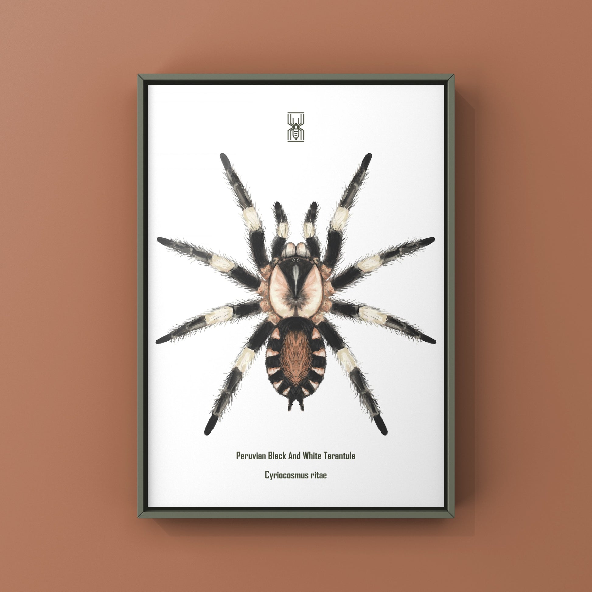 Photographic art print of a Peruvian Black and White Tarantula, Cyriocosmus Ritae, featuring detailed close-up of the spider's markings.