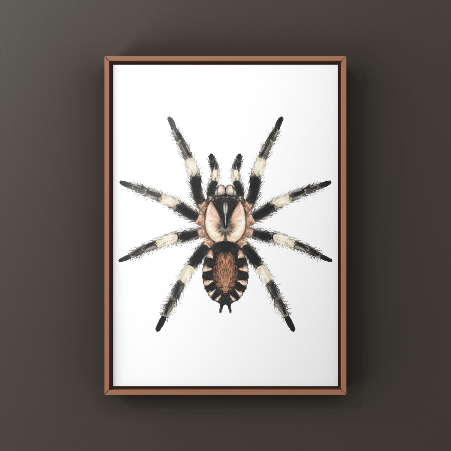 Photographic art print of a Peruvian Black and White Tarantula, Cyriocosmus Ritae, showcasing detailed arachnid features.