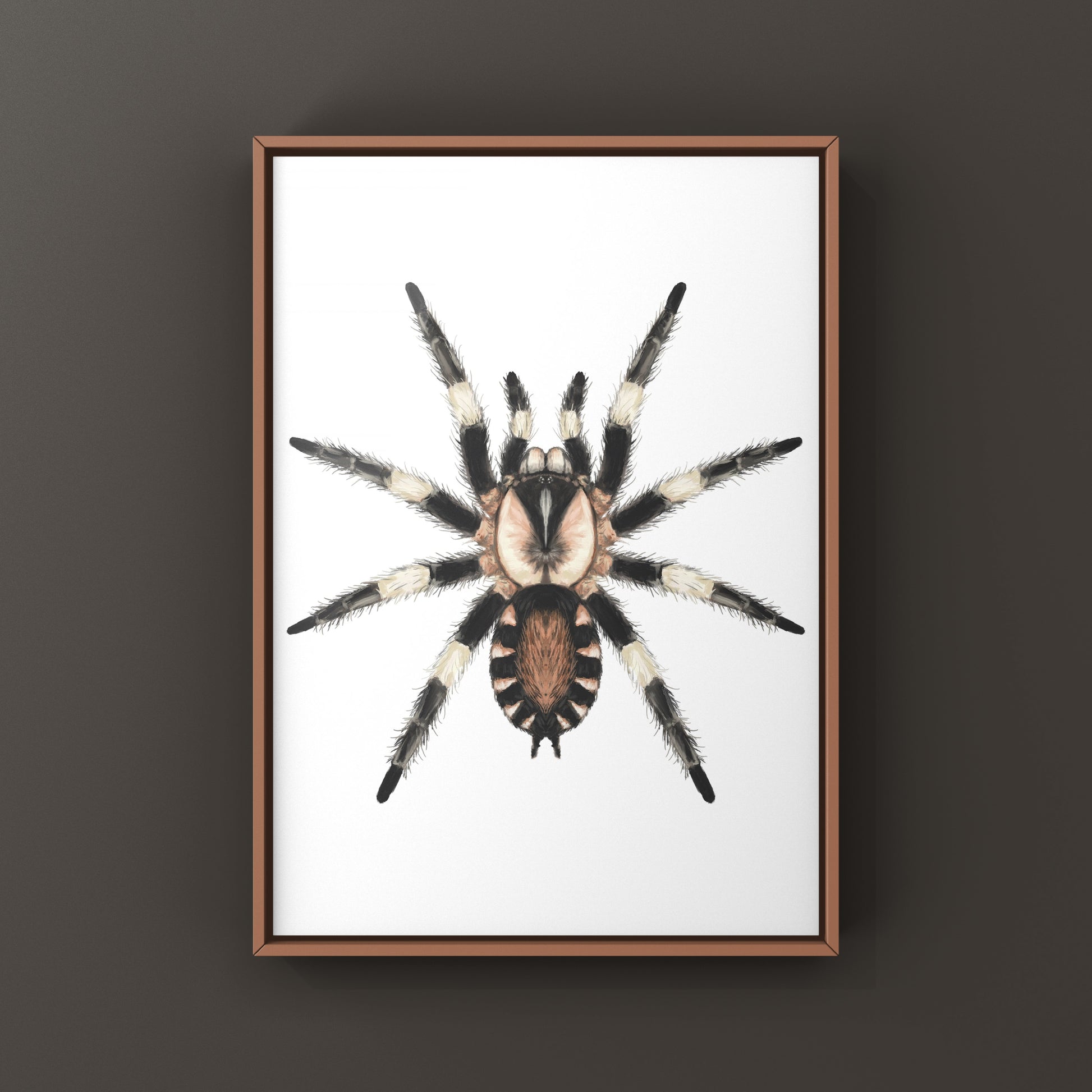 Photographic art print of a Peruvian Black and White Tarantula, Cyriocosmus Ritae, showcasing detailed arachnid features.