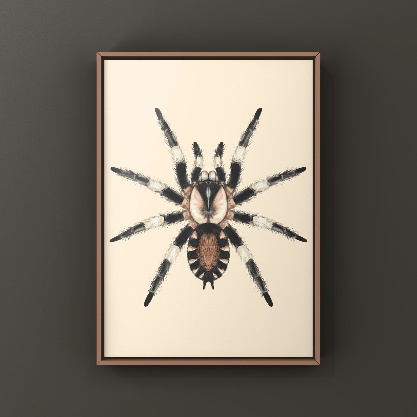 Photographic art print of a Peruvian black and white tarantula, Cyriocosmus ritae, showcasing detailed spider imagery.