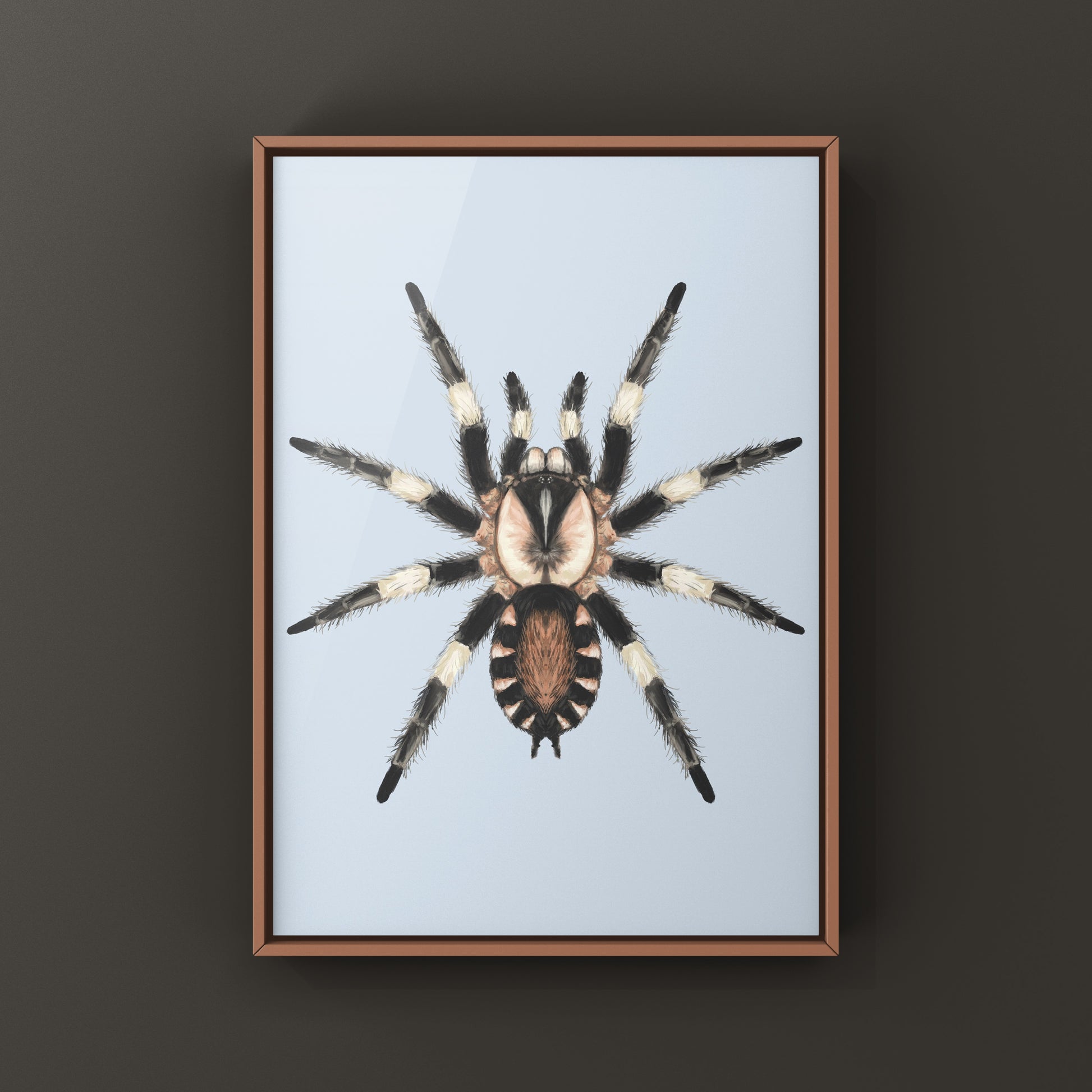 Photographic art print of a Peruvian Black and White Tarantula, Cyriocosmus Ritae, showcasing detailed arachnid features.